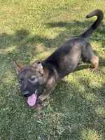 Green, a female German Shepherd Dog for sale in Martinsville, VA – 5 of 5