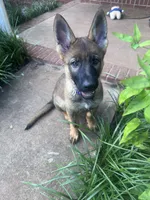 Purple, a female German Shepherd Dog for sale in Martinsville, VA – 2 of 6