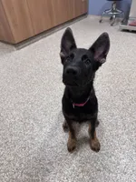 Honey AKC REGISTERED Line of Pepper von Kap Karthago, a female German Shepherd Dog for sale in Martinsville, VA – 5 of 10