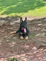 Honey AKC REGISTERED Line of Pepper von Kap Karthago, a female German Shepherd Dog for sale in Martinsville, VA – 10 of 10