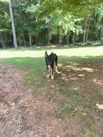 Honey AKC REGISTERED Line of Pepper von Kap Karthago, a female German Shepherd Dog for sale in Martinsville, VA – 7 of 10