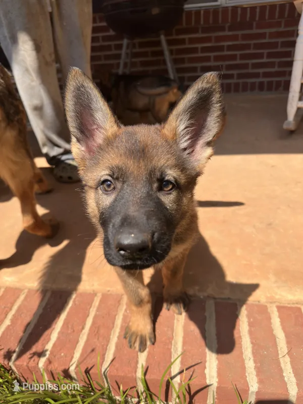 Purple – German Shepherd Dog puppy for sale in Martinsville, VA