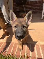 Purple, a female German Shepherd Dog for sale in Martinsville, VA – 1 of 6