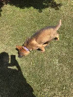 Purple, a female German Shepherd Dog for sale in Martinsville, VA – 3 of 6