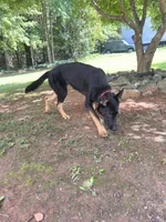 Honey AKC REGISTERED Line of Pepper von Kap Karthago, a female German Shepherd Dog for sale in Martinsville, VA – 9 of 10