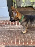 Green, a female German Shepherd Dog for sale in Martinsville, VA – 4 of 5