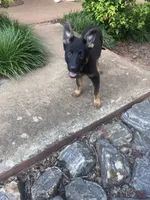 Pink, a female German Shepherd Dog for sale in Martinsville, VA – 2 of 4