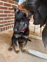 Pink, a female German Shepherd Dog for sale in Martinsville, VA – 1 of 4