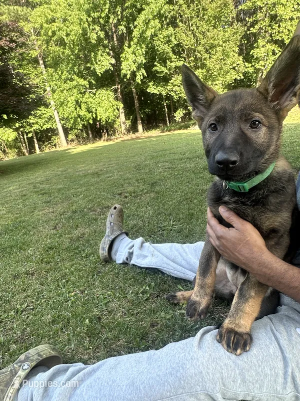 Green – German Shepherd Dog puppy for sale in Martinsville, VA
