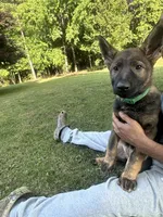 Green, a female German Shepherd Dog for sale in Martinsville, VA – 1 of 5