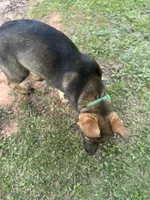 Green, a female German Shepherd Dog for sale in Martinsville, VA – 3 of 5