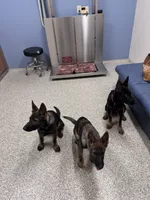 Hazel AKC Registered Line of Pepper von Kap Karthago, a female German Shepherd Dog for sale in Martinsville, VA – 6 of 8
