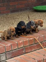 Merle, a male Miniature Dachshund for sale in Poteau, OK – 2 of 3