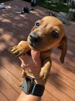 Lil bit , a female Miniature Dachshund for sale in Poteau, OK – 1 of 3