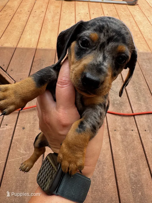Merle, a male Miniature Dachshund for sale in Poteau, OK – 1 of 3