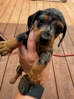 Merle, a male Miniature Dachshund for sale in Poteau, OK – 1 of 3