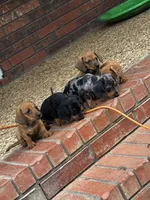 Lil bit , a female Miniature Dachshund for sale in Poteau, OK – 2 of 3