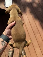Lil bit , a female Miniature Dachshund for sale in Poteau, OK – 3 of 3