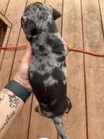 Merle, a male Miniature Dachshund for sale in Poteau, OK – 3 of 3