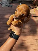 Girly pop, a female Miniature Dachshund for sale in Poteau, OK – 2 of 3