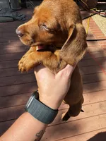 Girly pop, a female Miniature Dachshund for sale in Poteau, OK – 1 of 3