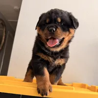 Female Rottweiler puppy , a female Rottweiler for sale in Victorville, CA – Photo 2 of 10