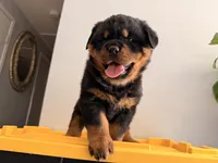 Female Rottweiler puppy , a female Rottweiler for sale in Victorville, CA – Photo 2 of 10