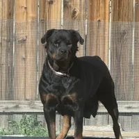 Female Rottweiler puppy , a female Rottweiler for sale in Victorville, CA – Photo 10 of 10