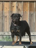 Female Rottweiler puppy , a female Rottweiler for sale in Victorville, CA – Photo 10 of 10