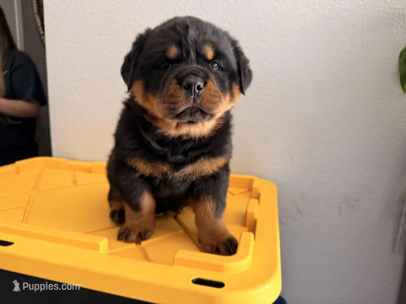 Female Rottweiler puppy 