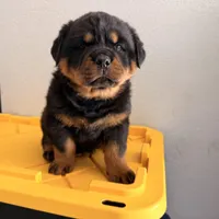 Female Rottweiler puppy , a female Rottweiler for sale in Victorville, CA – Photo 1 of 10