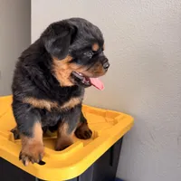 Female Rottweiler puppy , a female Rottweiler for sale in Victorville, CA – Photo 7 of 10