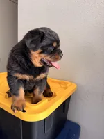 Female Rottweiler puppy , a female Rottweiler for sale in Victorville, CA – Photo 7 of 10