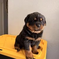 Female Rottweiler puppy , a female Rottweiler for sale in Victorville, CA – Photo 3 of 10