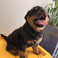 Female Rottweiler puppy , a female Rottweiler for sale in Victorville, CA – Photo 5 of 10