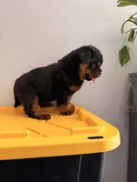 Female Rottweiler puppy , a female Rottweiler for sale in Victorville, CA – Photo 4 of 10