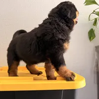 Female Rottweiler puppy , a female Rottweiler for sale in Victorville, CA – Photo 8 of 10