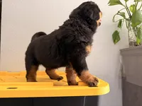 Female Rottweiler puppy , a female Rottweiler for sale in Victorville, CA – Photo 8 of 10