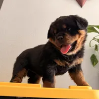 Female Rottweiler puppy , a female Rottweiler for sale in Victorville, CA – Photo 6 of 10