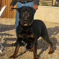 Female Rottweiler puppy , a female Rottweiler for sale in Victorville, CA – Photo 9 of 10