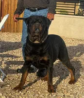 Female Rottweiler puppy , a female Rottweiler for sale in Victorville, CA – Photo 9 of 10