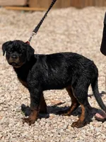 Onyx, a female Rottweiler for sale in Victorville, CA – Photo 6 of 10