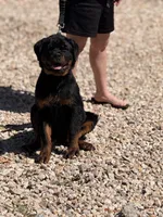 Onyx, a female Rottweiler for sale in Victorville, CA – Photo 9 of 10