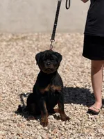 Onyx, a female Rottweiler for sale in Victorville, CA – Photo 4 of 10