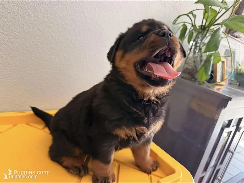 Onyx, a female Rottweiler for sale in Victorville, CA – Photo 1 of 10
