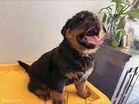 Onyx, a female Rottweiler for sale in Victorville, CA – Photo 1 of 10