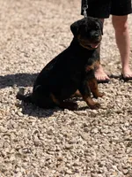 Onyx, a female Rottweiler for sale in Victorville, CA – Photo 8 of 10