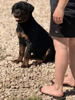 Onyx, a female Rottweiler for sale in Victorville, CA – Photo 10 of 10