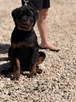 Onyx, a female Rottweiler for sale in Victorville, CA – Photo 5 of 10