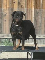 Female Rottweiler Puppy, a female Rottweiler for sale in Victorville, CA – Photo 10 of 10